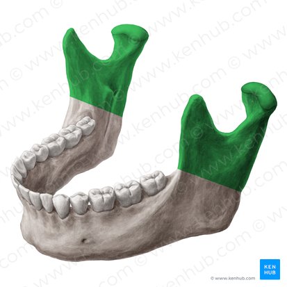 Ramus de la mandibule (Ramus mandibulae); Image : Yousun Koh