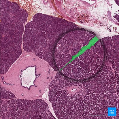 Interlobular septum (Septum interlobularis); Image: 
