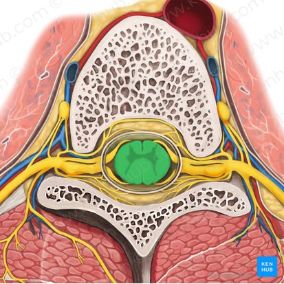 Medulla spinalis (Rückenmark); Bild: Rebecca Betts