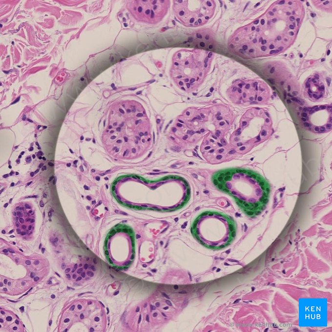 Capa basal (Epitheliocyti basales); Imagen: 