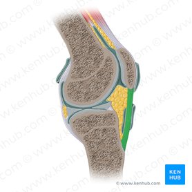Knee joint: anatomy, ligaments and movements | Kenhub