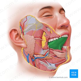 Tongue: Anatomy, muscles, neurovasculature and histology | Kenhub