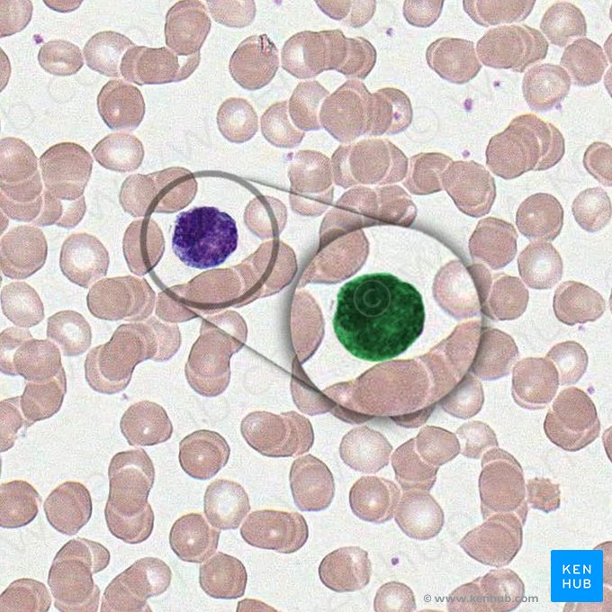 Basophil (Granulocytus basophilus); Image: 