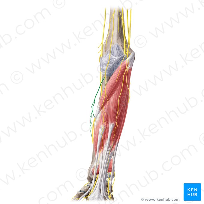Posterior branch of lateral antebrachial cutaneous nerve (Ramus posterior nervi cutanei lateralis antebrachii); Image: Yousun Koh
