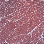 Testis histology