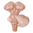 Anatomía de la superficie del tronco del encéfalo 