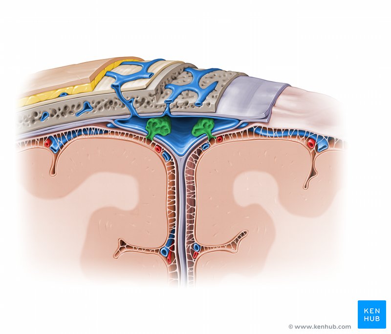 Arachnoid granulation - cross-sectional view