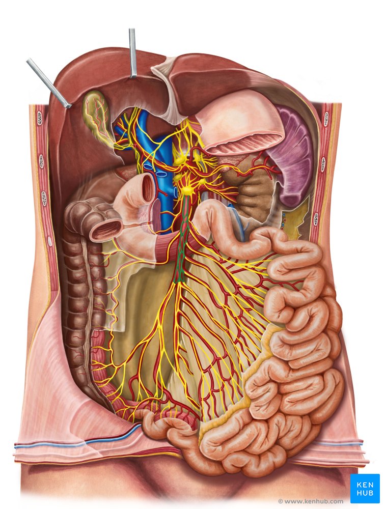 Superior mesenteric plexus - ventral view