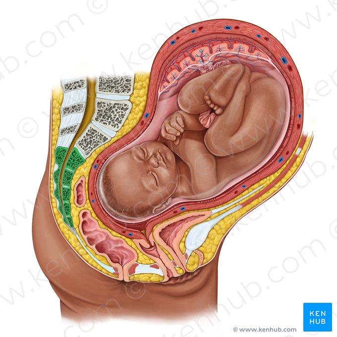 Sacrum (Os sacrum); Image: Irina Münstermann