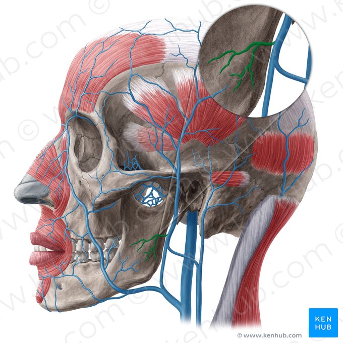 Parotid veins (Venae parotideae); Image: Yousun Koh