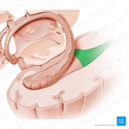 Asta occipital del ventrículo lateral (Cornu occipitale ventriculi lateralis); Imagen: Paul Kim