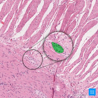 Myenteric plexus (of Auerbach) (Plexus myentericus); Image: 