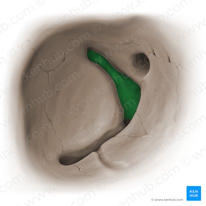 Superior orbital fissure (Fissura orbitalis superior); Image: Paul Kim