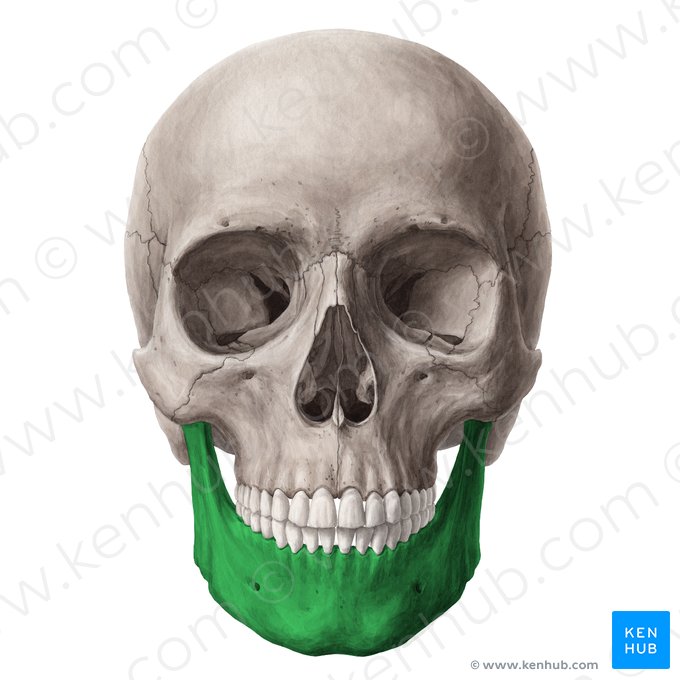 Mandíbula (Mandibula); Imagem: Yousun Koh