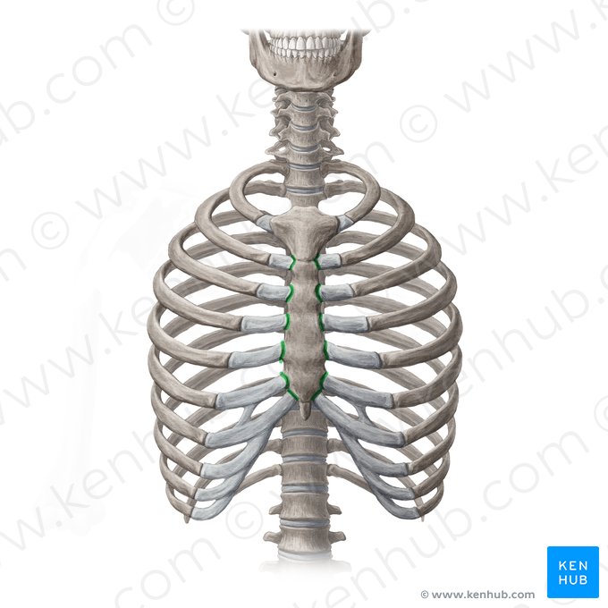 Articulações esternocostais (Articulationes sternochondrales); Imagem: Yousun Koh