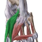 Músculo flexor curto do hálux