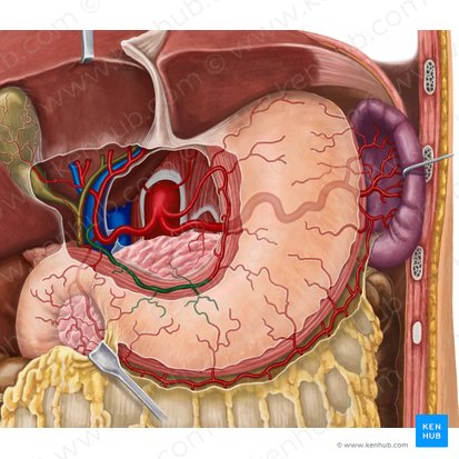 Right gastric artery (Arteria gastrica dextra); Image: Irina Münstermann