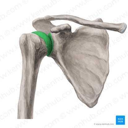 Articulação glenoumeral (Articulatio glenohumeralis); Imagem: Yousun Koh