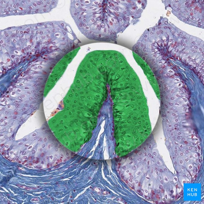 Urotélio (Urothelium); Imagen: 