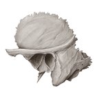 Temporal bone