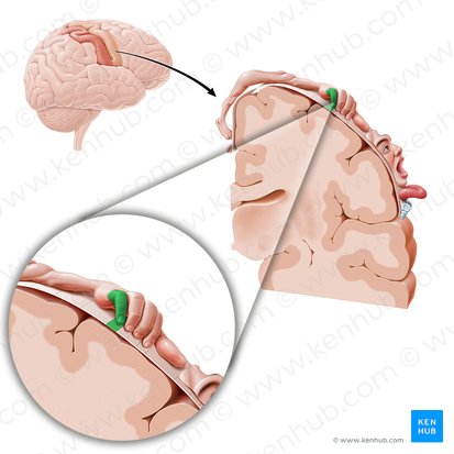 Cortex motorius digiti minimi manus (Motorischer Kortex des kleinen Fingers); Bild: Paul Kim