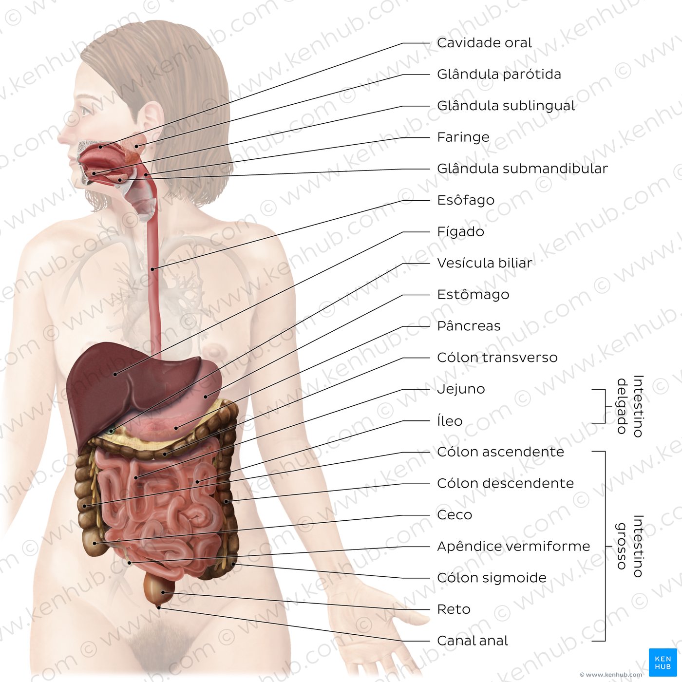 Sistema digestivo - visão geral.
