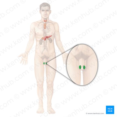 Testículo (Testis); Imagem: Begoña Rodriguez