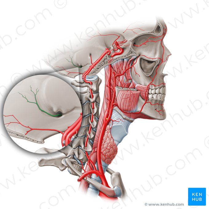 Posterior meningeal artery (Arteria meningea posterior); Image: Paul Kim