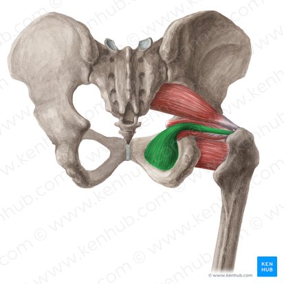 Obturator internus muscle (Musculus obturatorius internus); Image: Liene Znotina