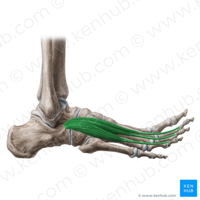 Musculus extensor digitorum brevis (Kurzer Zehenstrecker); Bild: Liene Znotina