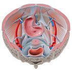 Arteria uterina