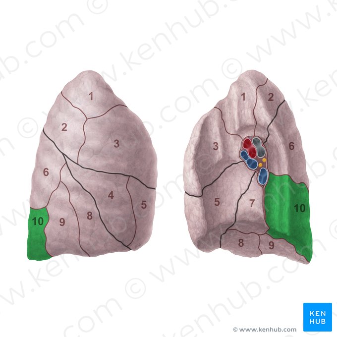 Segmento basilar posterior do pulmão direito (Segmentum basale posterius pulmonis dextri); Imagem: Paul Kim