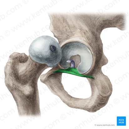 Ligamento transverso do acetábulo (Ligamentum transversum acetabuli); Imagem: Liene Znotina