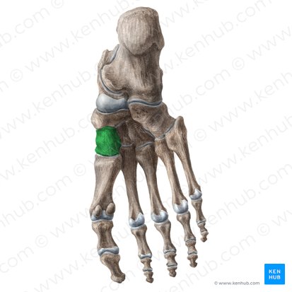 Hueso cuneiforme medial (Os cuneiforme mediale); Imagen: Liene Znotina