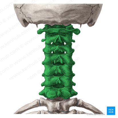 Vértebras cervicais (Vertebrae cervicales); Imagem: Yousun Koh