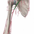 Axillary artery