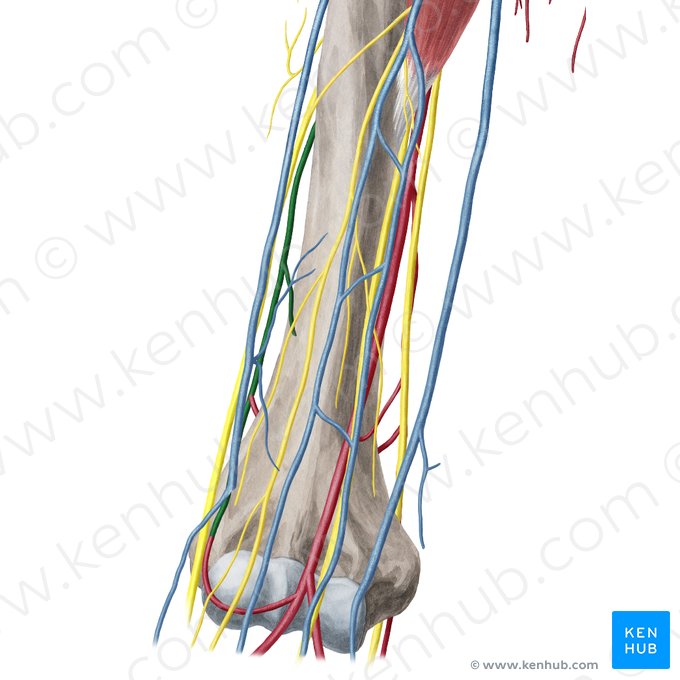 Radial collateral artery (Arteria collateralis radialis); Image: Yousun Koh