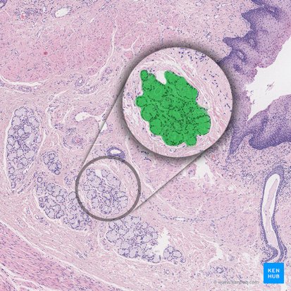 Glandula oesophagea propria (Muköse Drüsen der Speiseröhre); Bild: 