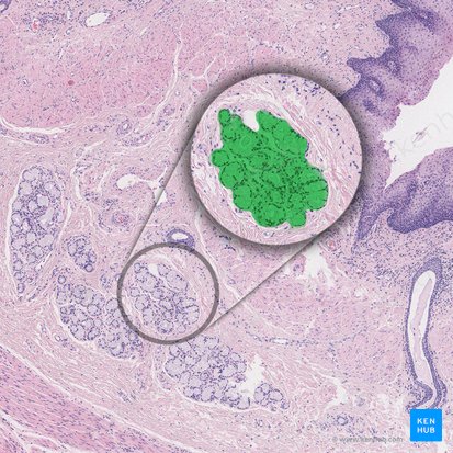 Esophageal gland proper (Glandula oesophagea propria); Image: 