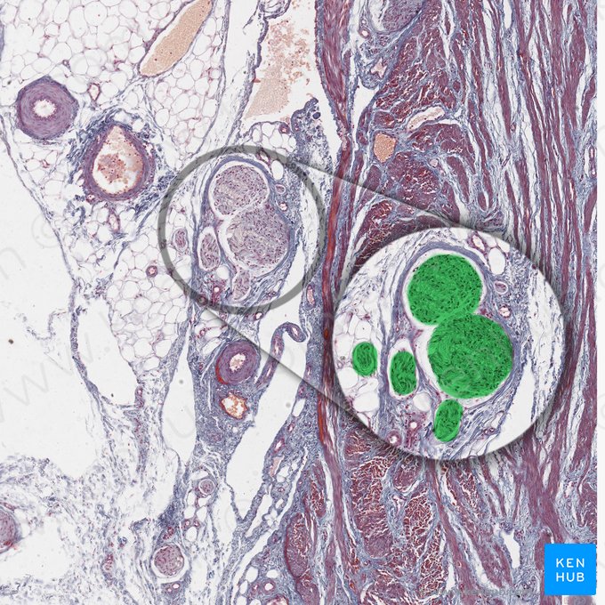 Branch of peripheral nerve (Ramus nervi peripheralis); Image: 