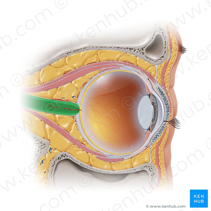 Optic nerve (Nervus opticus); Image: Paul Kim