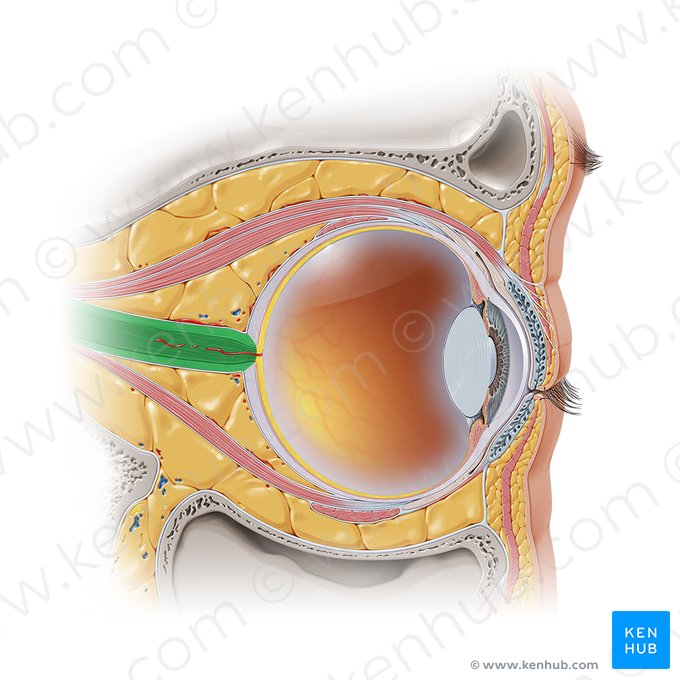 Nervo óptico (Nervus opticus); Imagem: Paul Kim