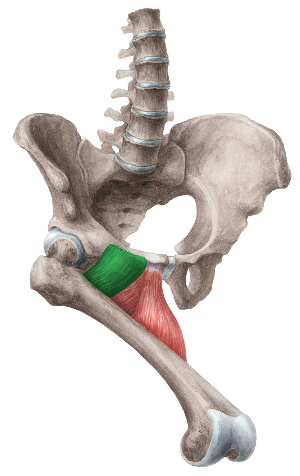 Musculus Adductor Longus
