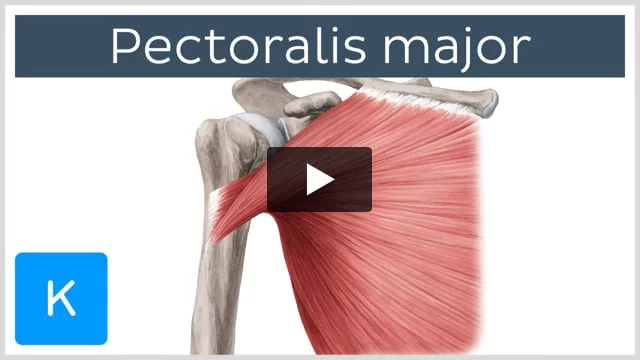 Muscle groups of a muscular female body with pecs, abs, deltoids