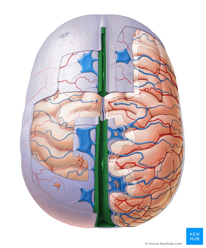 Superior sagittal sinus - cranial view