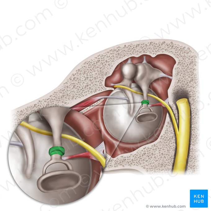 Articulação incudoestapedial (Articulatio incudostapedialis); Imagem: Mao Miyamoto