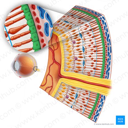 Epitelio cúbico pigmentario de la retina (Epithelium simplex cuboideum pigmentosum); Imagen: Irina Münstermann