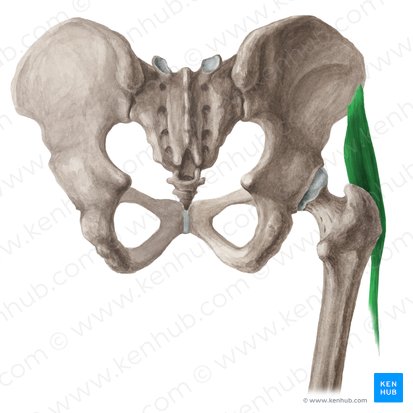 Músculo tensor da fáscia lata (Musculus tensor fasciae latae); Imagem: Liene Znotina