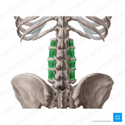 Músculos intertransversários lombares (Musculi intertransversarii lumborum); Imagem: Yousun Koh