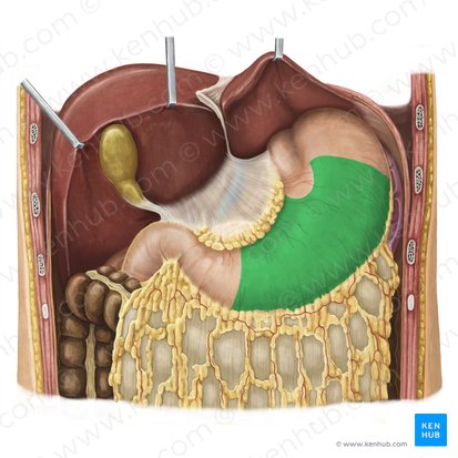 Cuerpo gástrico (Corpus gastris); Imagen: Irina Münstermann